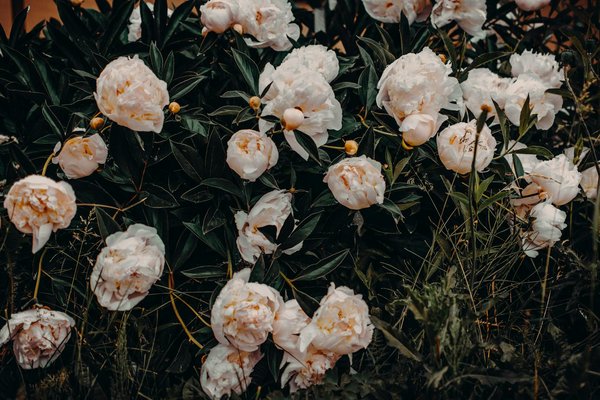 Comment choisir la peinture murale pour un bureau à domicile